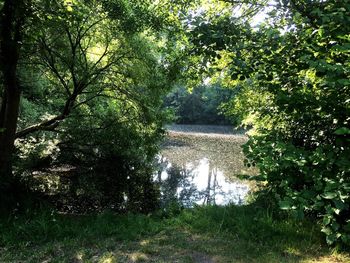 Trees growing in park