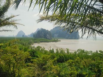 Scenic view of palm trees on landscape against sky