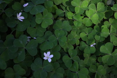 High angle view of flowering plant