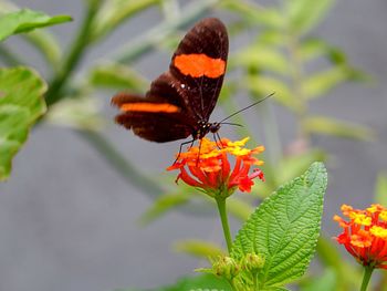 Close-up of butterfly on plant