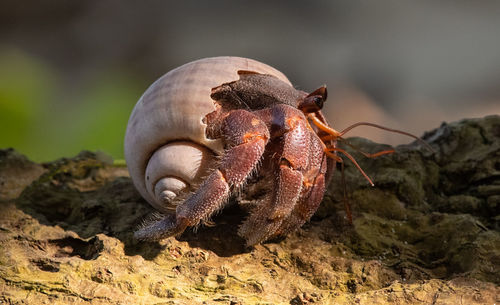 Close-up of shell on rock