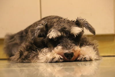 Close-up portrait of dog relaxing on floor