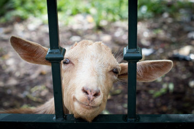 Close-up portrait of a goat