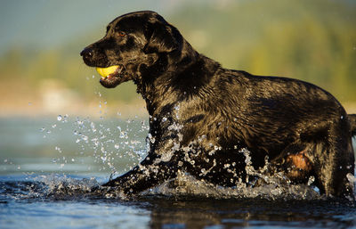 Black labrador retriever carrying ball in mouth in lake