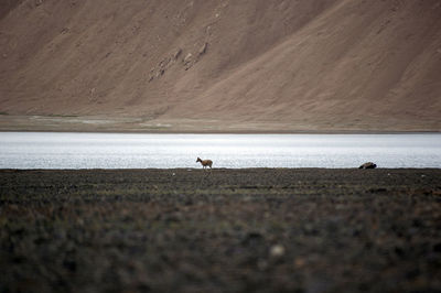 There is a lovely wild deer by the quiet lake