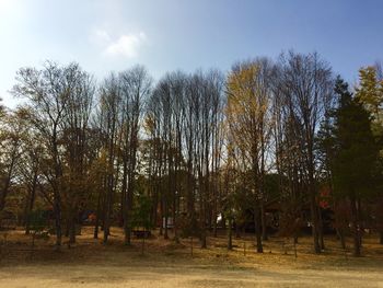 Bare trees against sky