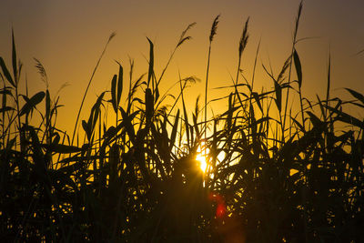 Close-up of silhouette plants against sky during sunset