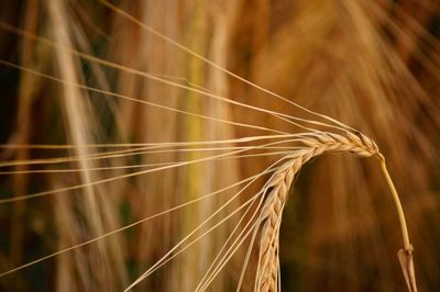 Close-up of wheat field