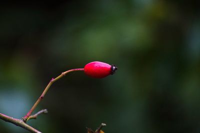 Close-up of red plant