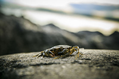 Close-up of insect on rock