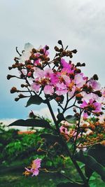 Low angle view of pink flowers blooming on tree against sky