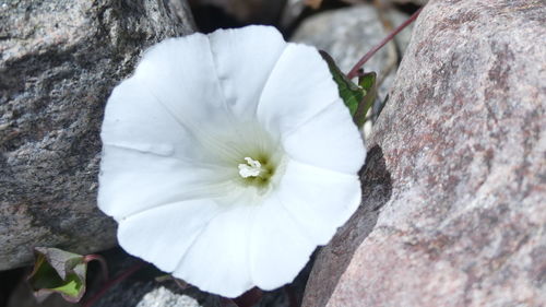 Close-up of white flower blooming outdoors