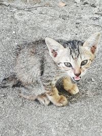 High angle portrait of tabby cat on street