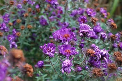 Close-up of pink flowering plants on field