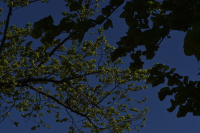 Low angle view of tree against blue sky