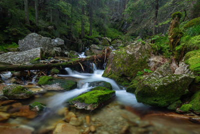 Stream flowing through rocks in forest in retezat mountains 