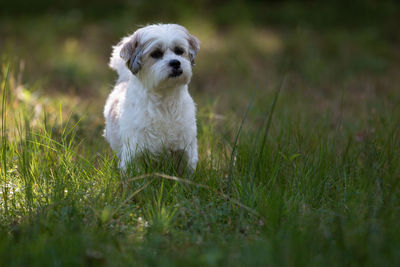 Portrait of dog on field