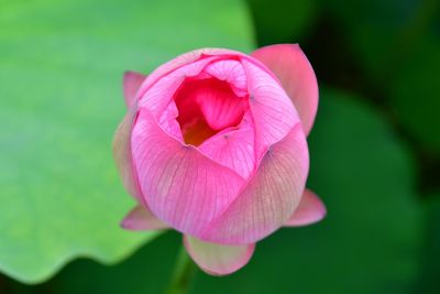 Close-up of pink rose