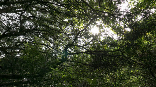 Low angle view of trees against sky