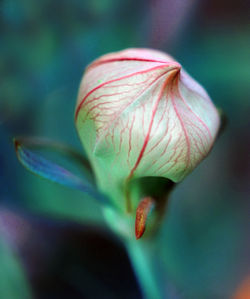 Close-up of flower blooming outdoors