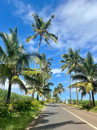 Brilliant mauritius palm trees on lonely road against blue and white sky