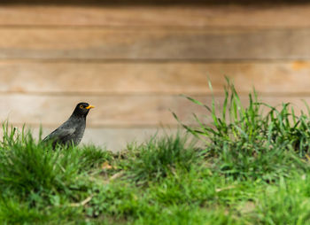 Close-up of sparrow perching on grass