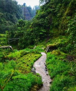 Dirt road amidst trees in forest