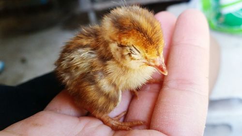 Close-up of woman hand holding bird