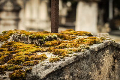 Close-up of moss on rock