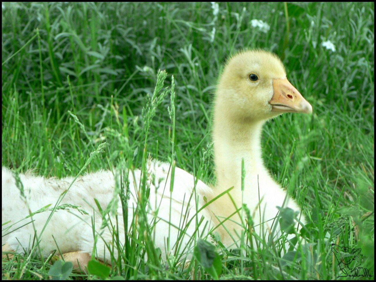 bird, animal themes, grass, animals in the wild, wildlife, field, one animal, grassy, duck, beak, green color, nature, transfer print, auto post production filter, outdoors, day, plant, growth, young animal, close-up