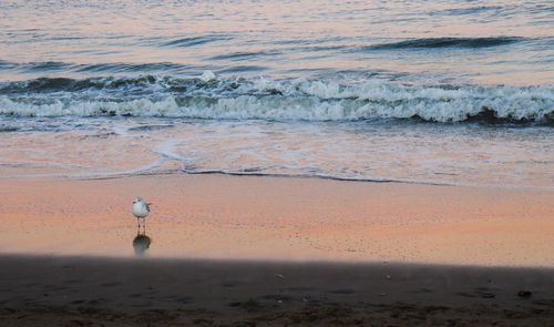 Scenic view of beach against sky during sunset