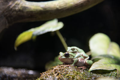 Close-up of frogs mating on rock