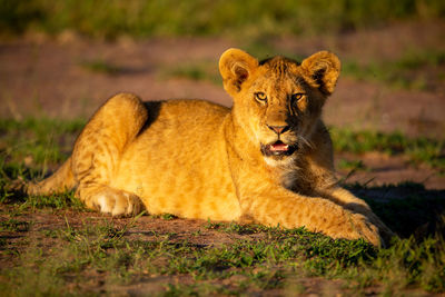 Cat lying on a land