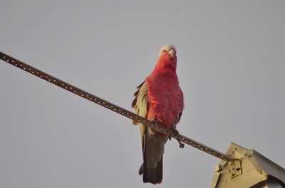 Low angle view of bird perching on metal against sky