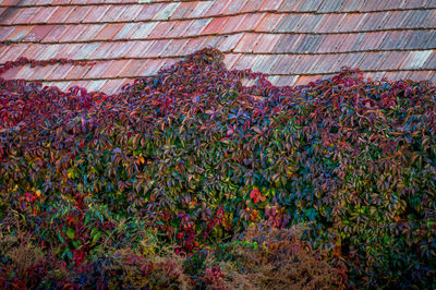 Low angle view of flowering plants by building