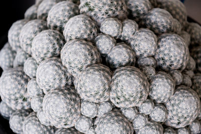 Close-up of fruits for sale in market