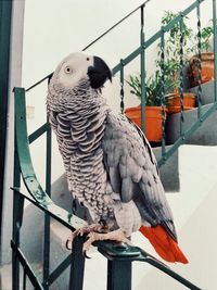 Close-up of parrot perching on railing