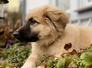 Close-up of dog looking away