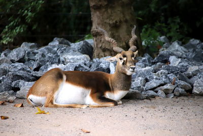 View of cat lying on rock