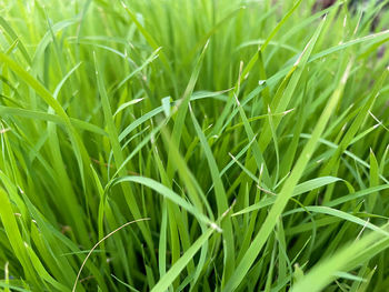 Full frame shot of plants growing on field