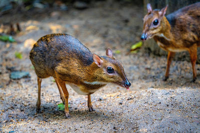 Close-up of mouse deer in zoo