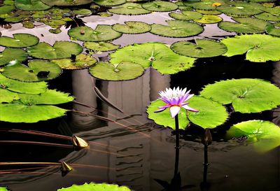 Lotus water lily in pond
