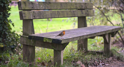 Robin bird on wooden bench in park 