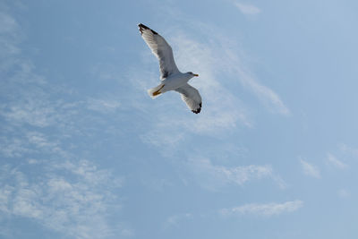 Low angle view of seagull flying in sky