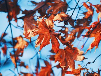 Low angle view of maple leaves against sky