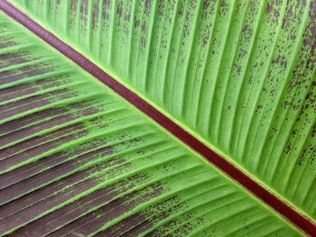 Full frame shot of palm leaf