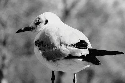 Close-up of seagull perching outdoors