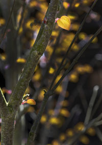 Close-up of bird perching on plant