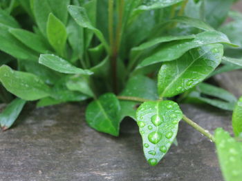 Close-up of leaves