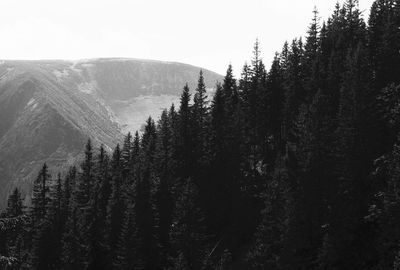 Pine trees in forest against sky